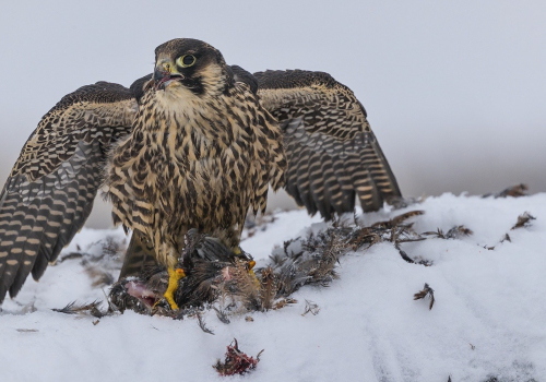 Raroh lovecký  (Falco rusticolus)  A42I4476ok