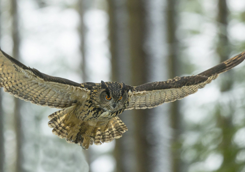 Výr velký  (Bubo bubo)  A42I4517ok