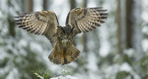 Výr velký  (Bubo bubo)  A42I4549ok