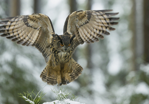 Výr velký  (Bubo bubo)  A42I4549ok