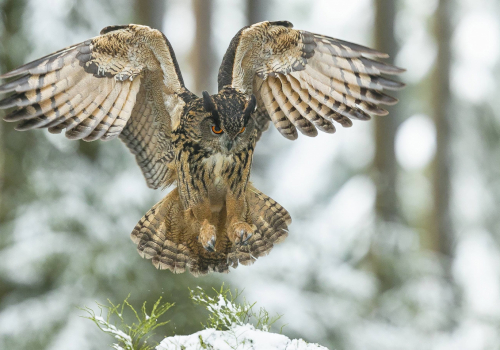 Výr velký  (Bubo bubo)  A42I4594ok