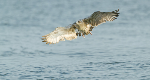 Racek stříbřitý  (Larus argentatus)  A42I4603ok