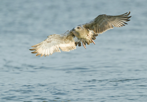 Racek stříbřitý  (Larus argentatus)  A42I4603ok