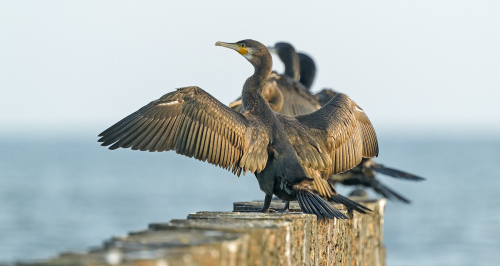Kormorán velký  (Phalacrocorax carbo)  A42I4651ok