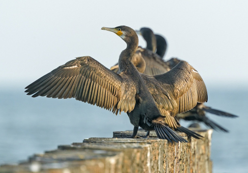 Kormorán velký  (Phalacrocorax carbo)  A42I4651ok