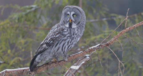 Puštík bradatý  (Strix nebulosa)  A42I4664ok