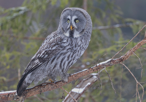 Puštík bradatý  (Strix nebulosa)  A42I4664ok