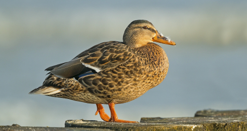 Kachna divoká  (Anas platyrhynchos)  A42I4708ok