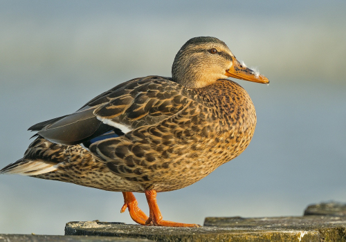 Kachna divoká  (Anas platyrhynchos)  A42I4708ok