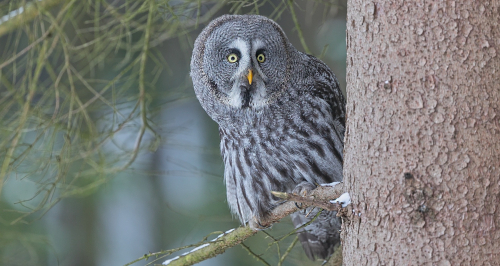 Puštík bradatý  (Strix nebulosa)  A42I4715ok