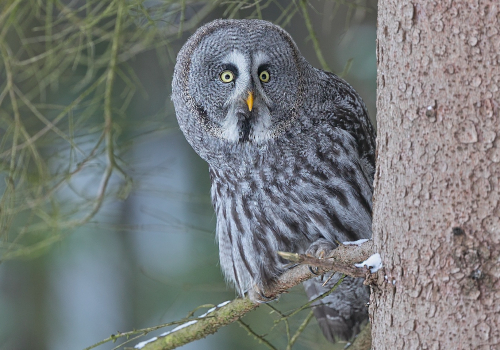 Puštík bradatý  (Strix nebulosa)  A42I4715ok