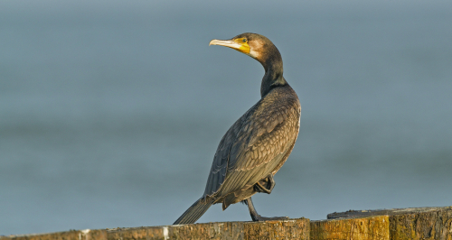 Kormorán velký  (Phalacrocorax carbo)  A42I4741ok