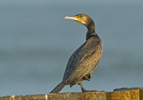 Kormorán velký  (Phalacrocorax carbo)  A42I4741ok