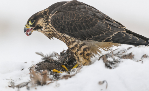 Raroh lovecký  (Falco rusticolus)  A42I4743ok