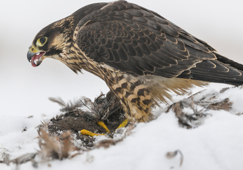 Raroh lovecký  (Falco rusticolus)  A42I4743ok