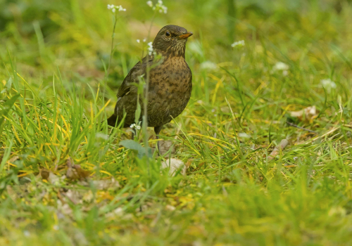 Drozd hnědý  (Turdus grayi - Clay-colored Thrush)  A42I4761ok