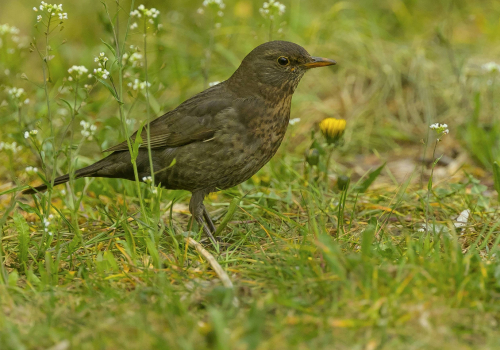 Drozd hnědý  (Turdus grayi - Clay-colored Thrush)  A42I4770ok