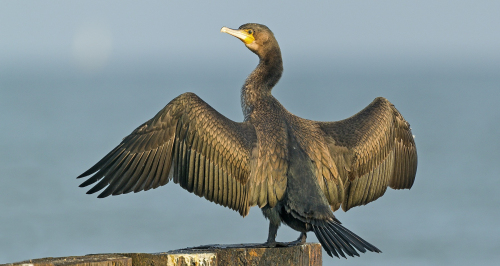 Kormorán velký  (Phalacrocorax carbo)  A42I4797ok