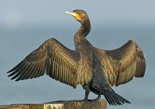 Kormorán velký  (Phalacrocorax carbo)  A42I4797ok