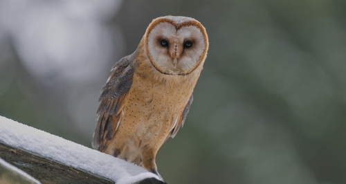 Sova pálená  (Tyto alba)  A42I4799ok