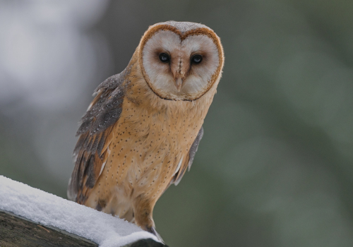 Sova pálená  (Tyto alba)  A42I4799ok
