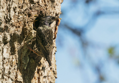 Špaček obecný  (Sturnus vulgaris)  A42I4843ok