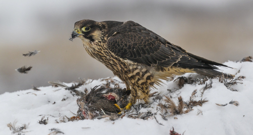 Raroh lovecký  (Falco rusticolus)  A42I4888ok