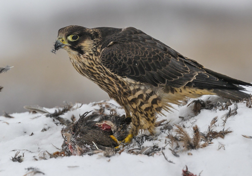 Raroh lovecký  (Falco rusticolus)  A42I4888ok