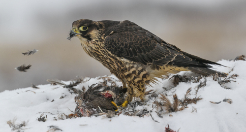 Raroh lovecký  (Falco rusticolus)  A42I4888ok