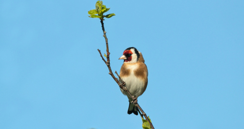 Stehlík obecný  (Carduelis carduelis)  A42I4982ok