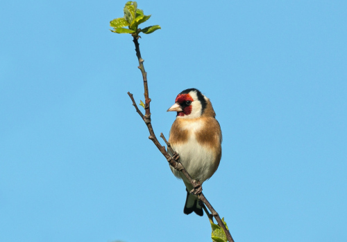 Stehlík obecný  (Carduelis carduelis)  A42I4982ok