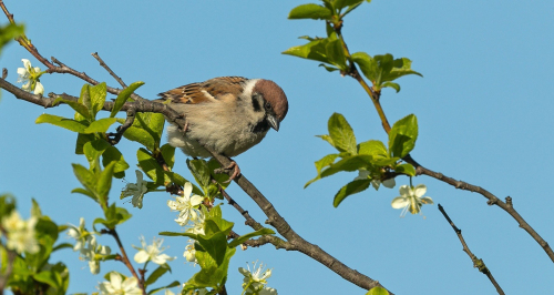 Vrabec polní  (Passer montanus)  A42I5002ok