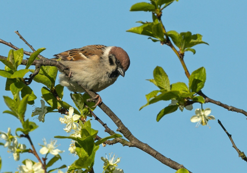 Vrabec polní  (Passer montanus)  A42I5002ok