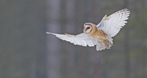 Sova pálená  (Tyto alba)  A42I5007ok