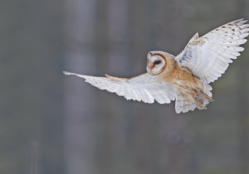Sova pálená  (Tyto alba)  A42I5007ok