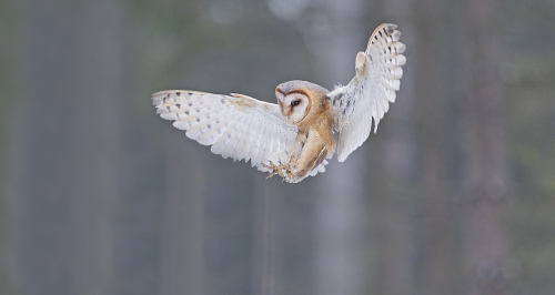 Sova pálená  (Tyto alba)  A42I5010ok