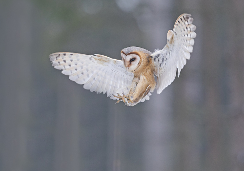 Sova pálená  (Tyto alba)  A42I5010ok