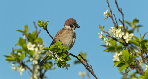 Vrabec polní  (Passer montanus)  A42I5020ok