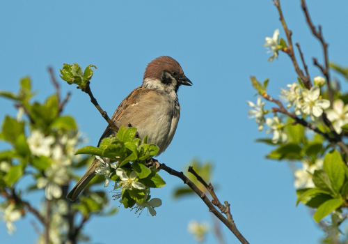 Vrabec polní  (Passer montanus)  A42I5020ok