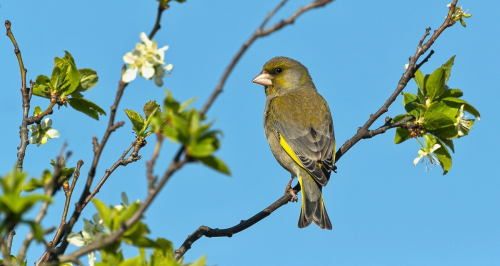 Zvonek zelený  (Chloris chloris)  A42I5121ok