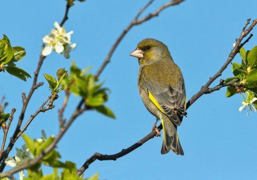 Zvonek zelený  (Chloris chloris)  A42I5121ok