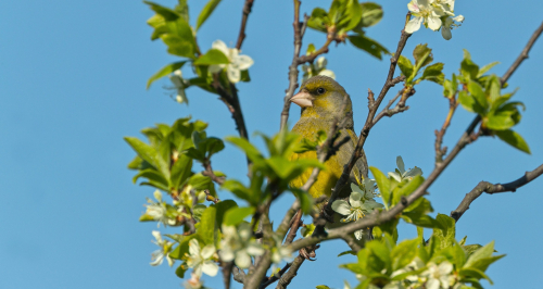Zvonek zelený  (Chloris chloris)  A42I5155ok