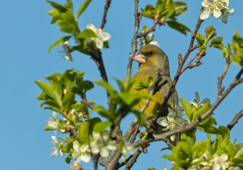 Zvonek zelený  (Chloris chloris)  A42I5155ok