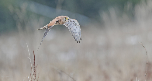Poštolka obecná  (Falco tinnunculus)  A42I5156ok