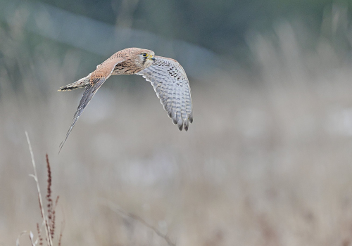 Poštolka obecná  (Falco tinnunculus)  A42I5156ok