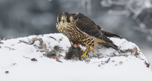 Raroh lovecký  (Falco rusticolus)  A42I5157ok