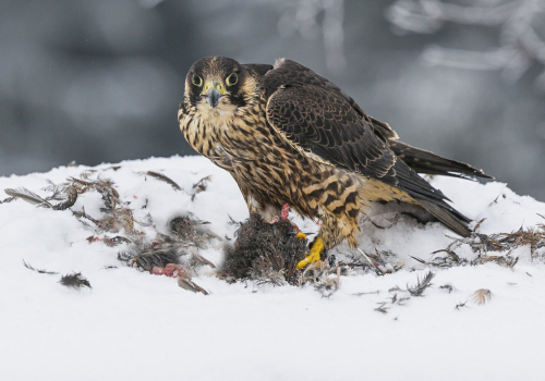 Raroh lovecký  (Falco rusticolus)  A42I5157ok