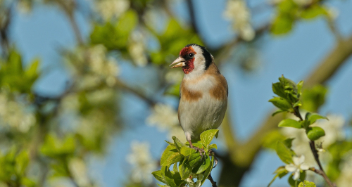 Stehlík obecný  (Carduelis carduelis)  A42I5202ok