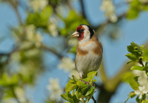 Stehlík obecný  (Carduelis carduelis)  A42I5202ok