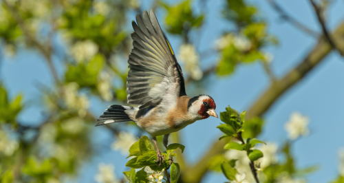 Stehlík obecný  (Carduelis carduelis)  A42I5221ok